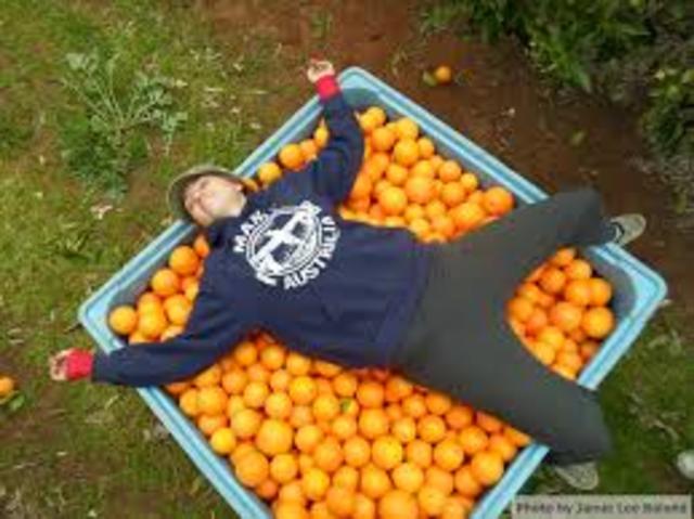 Picking Citrus