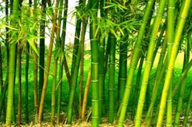 Chinese Bamboo Rockets