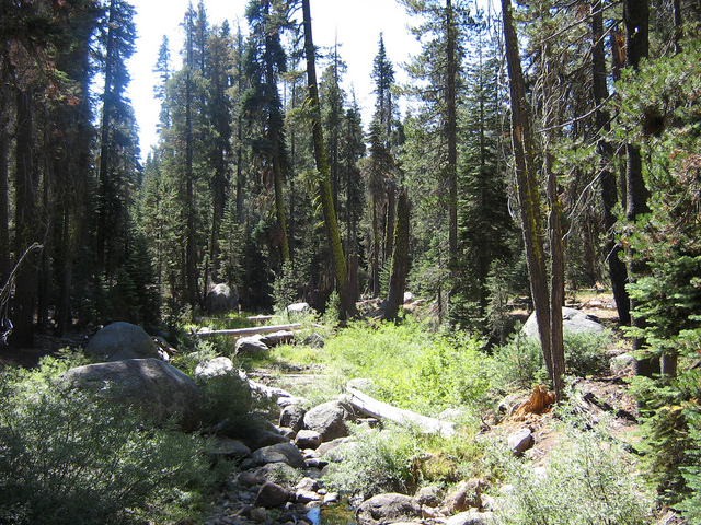 Stanislaus National Forest