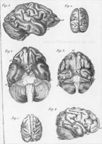 Comparative Neuroanatomy