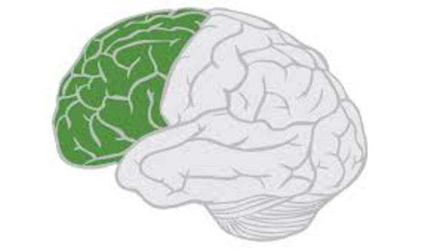 Language was localized to a region in the left frontal lobe