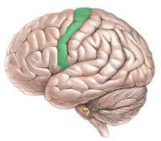 Discovery of the primary motor cortex