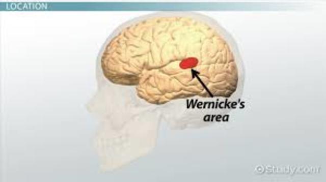 Wernicke's Area