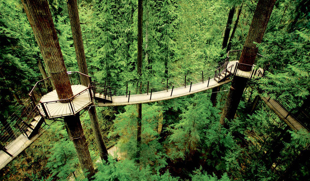 Treetops Adventure 1:30 PM