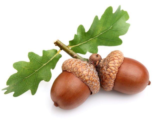 Acorn Seed