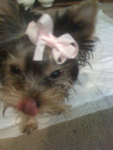 Brinkley became a member of our family