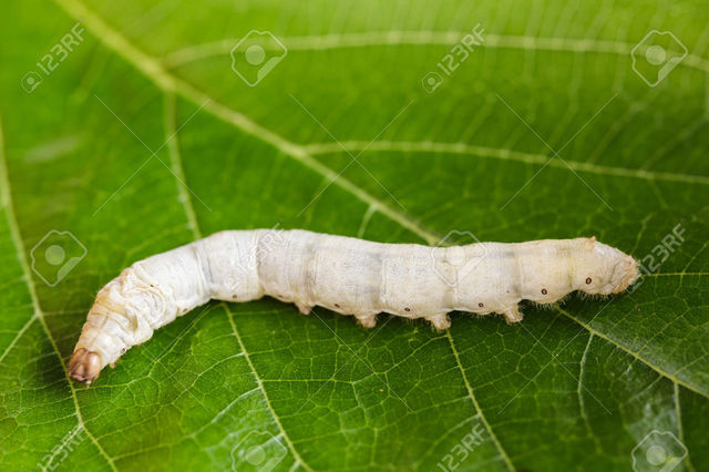 Primer método intrauterino.