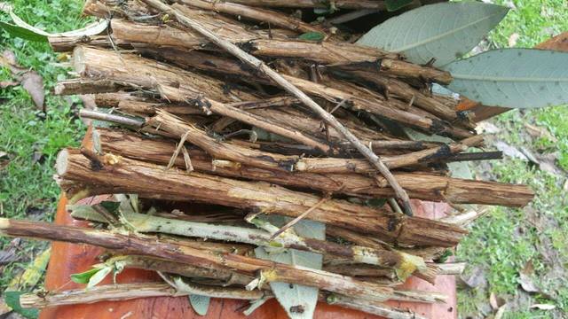 Recolección de estacas