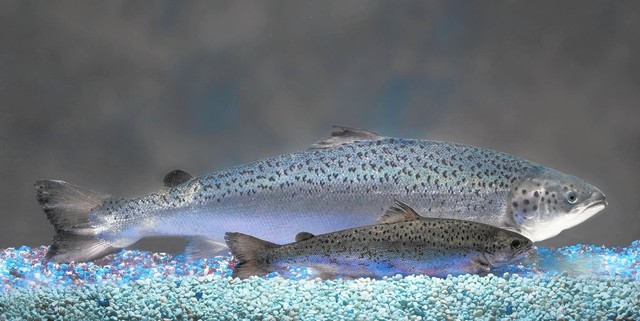 AquAdvantage salmon