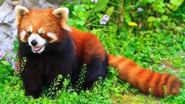 Endangered Species Act