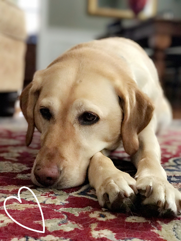 2011 Perro para Navidad