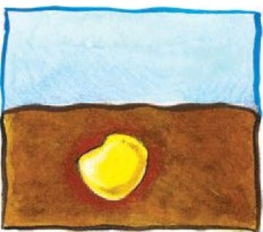 Soy una bolita amarilla muy chiquitita, ¿Qué seré?