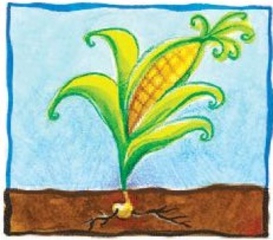 Soy mayor y me convierto en... MAÍZ