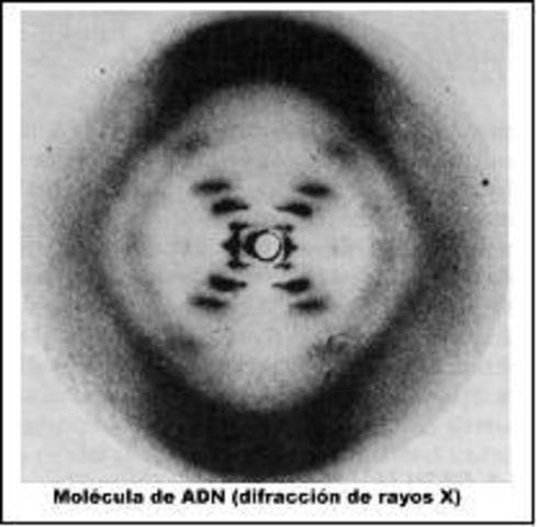 1952.Rosalind Franklin y Maurice Wilkins