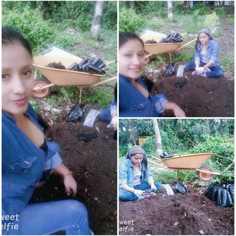 Llenado de fundas con sustrato