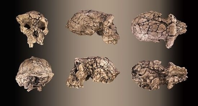 Sahelanthropus tchadensis fossil discovered