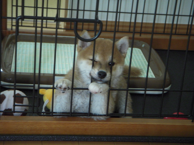 I got a dog  in my first time.