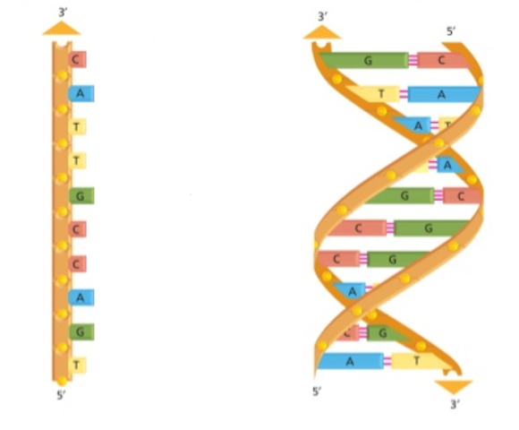 El ADN forma proteínas especificas