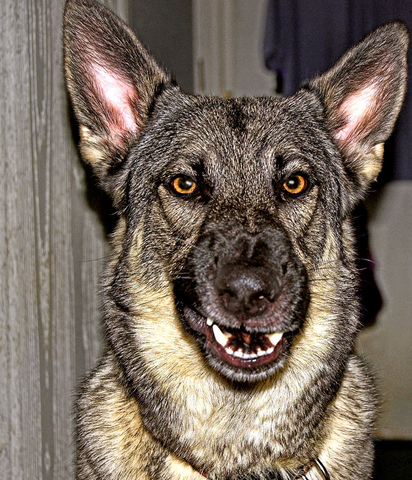 Lazzaro Bitten by the Dog