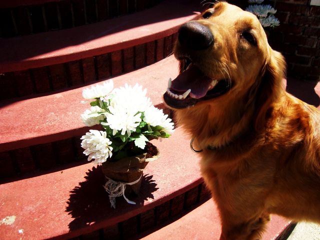 Carey gets Sam- the most wonderful dog in the world!