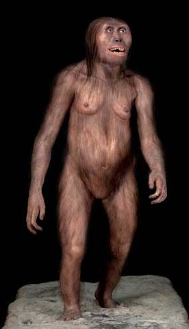 Australopithicus afarensis "Lucy"
