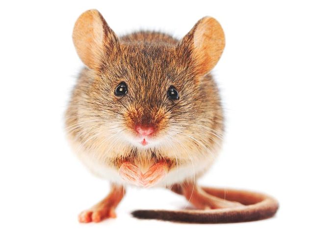 Secuenciación y análisis del genoma de ratón