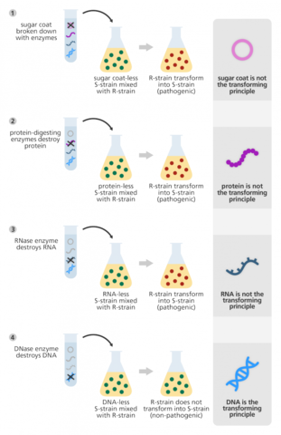 Avery, MacLoed and McCarty