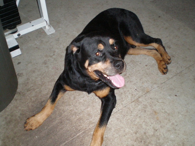 The family welcomes Brutus!