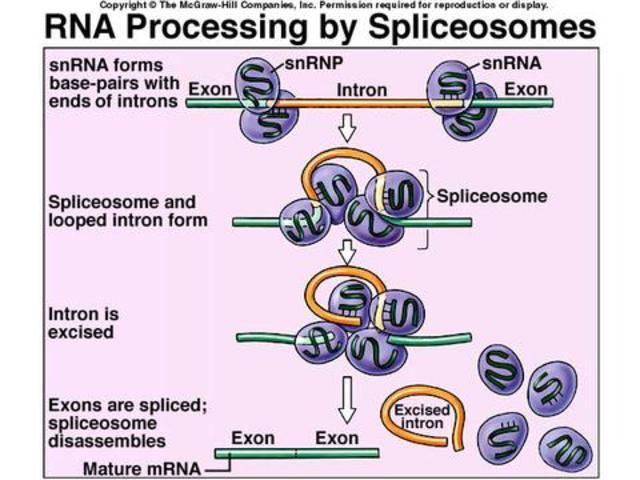 Spliceosomes were discovered and described