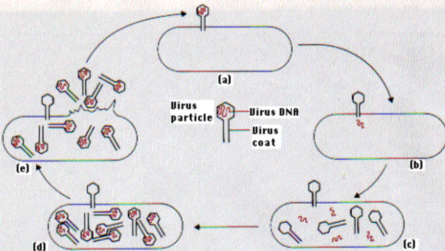 The Hershey and Chase Experiments