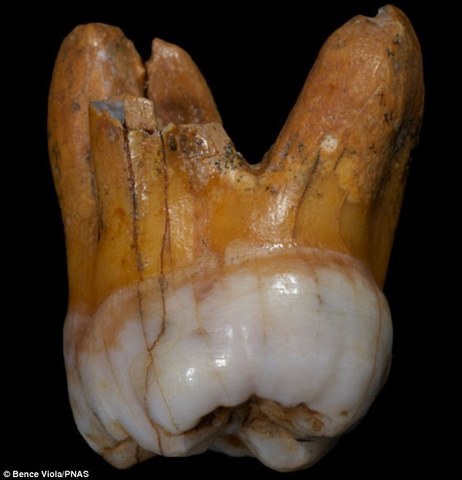 Homo Denisova Fossil Discovered