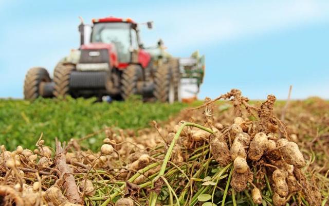 Peanut Discovery Exceeds