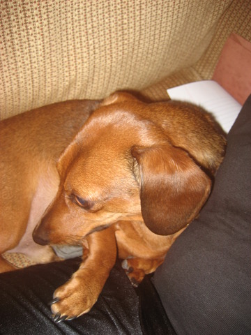 I bought my puppy, Captain