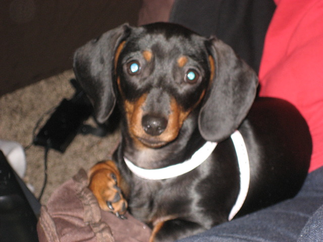 Kaylee tricked our parents into letting her get a puppy, Lexi.