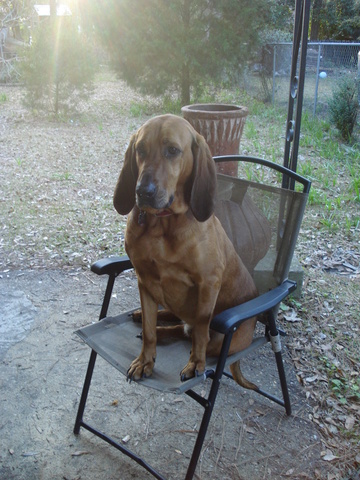 Kaylee and Chase got their dog, Ellie May.