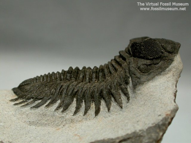 Devonian Coltraenia Oufatnensis Morocco Trilobite