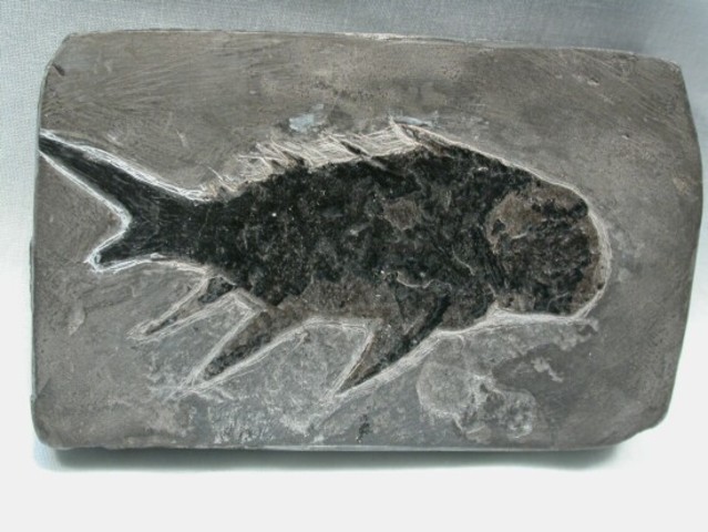 Devonian Diplacanthus Acanthodian