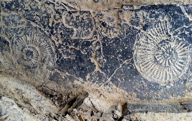 Permian extinction Ammonrites