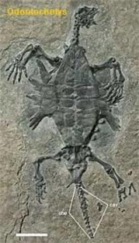 Triassic extinction odontochelys