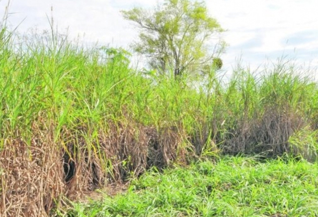 1. Rastrojos agrícolas y pastos de corte maduros