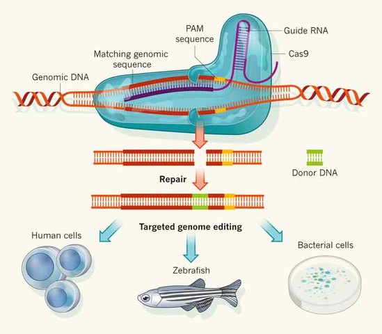 CRISPr/CAS 9 is identified and described
