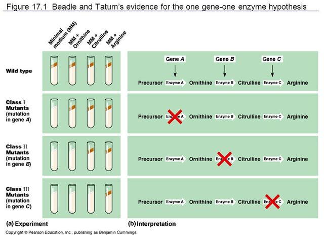 One Gene-One Enzyme Hypothesis