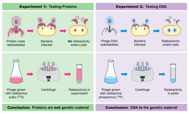Hershey-Chase experiments        http://www.biology-pages.info/H/Hershey_Chase.html