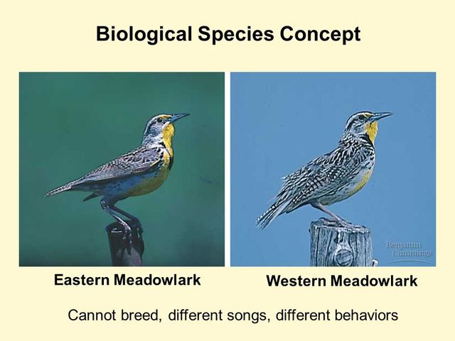 Biological Species Concept