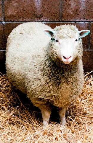 The Cloning of Dolly the Sheep