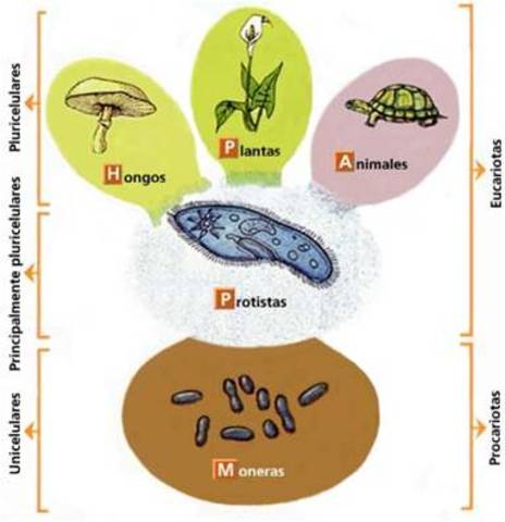 Reinos plantae, animalia, protista y hongos