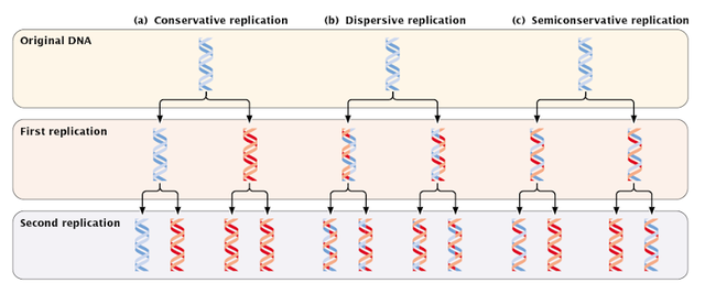 Meselson-Stahl Experiment
