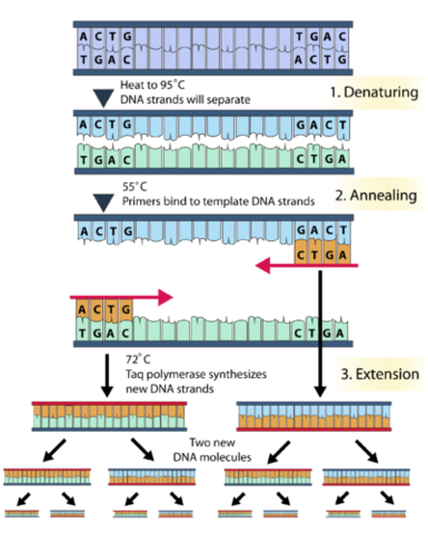 Polymerase Chain Reaction