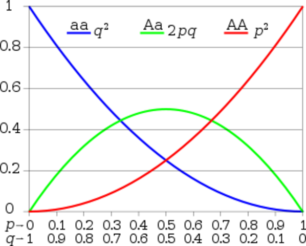 Hardy and Weinberg independantly develop the Hardy- Weinberg equation for determing allele frequencies in population