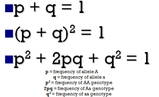 Hardy-Weinberg equation                                              https://www.nature.com/scitable/definition/hardy-weinberg-equation-299